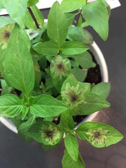 Brown splotches on Thai Basil leaves