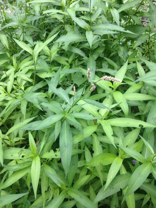 Tall Green Plant With Small Pink Flower