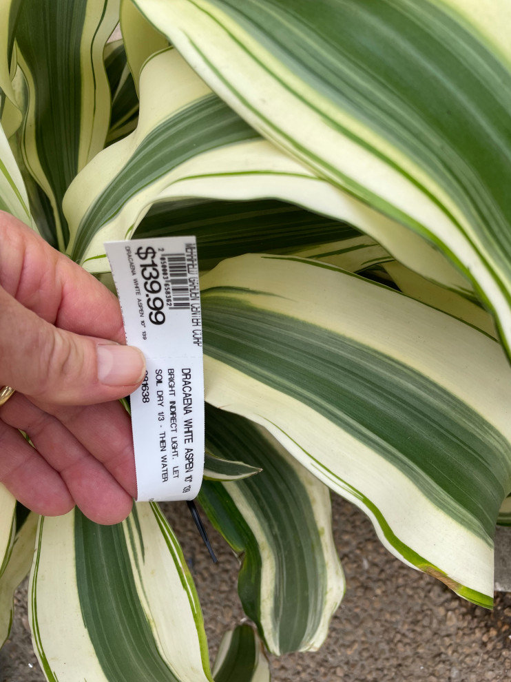 hanging plants on sale Coin Plant 2.5"