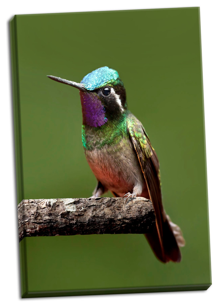 Fine Art Photograph, Hummingbird VI, Hand-Stretched Canvas