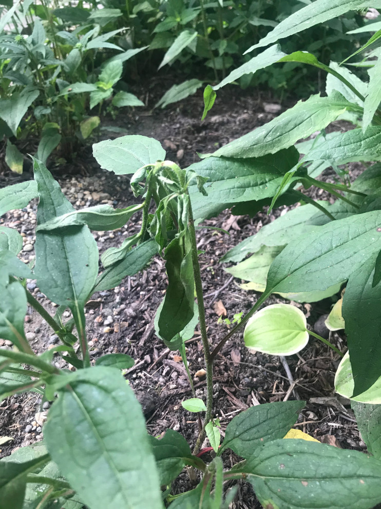 What’s wrong with my coneflowers?