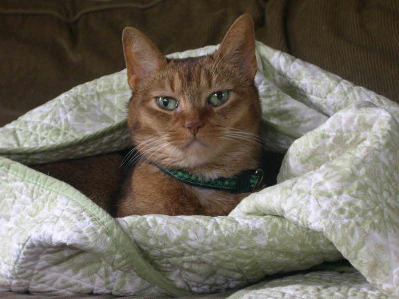 Binky's diabetic cat hot sale food