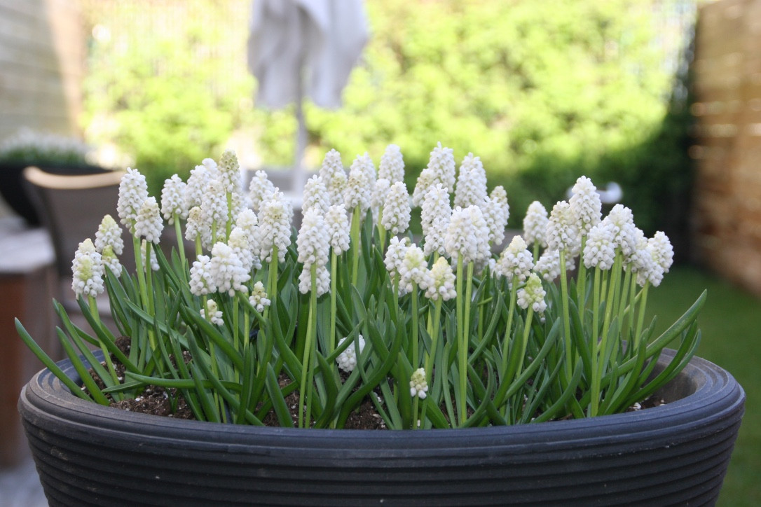 Narrow Townhouse Garden