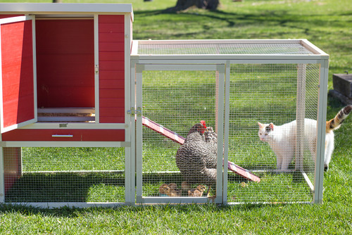 Бизнес на выращивании цыплят-бройлеров