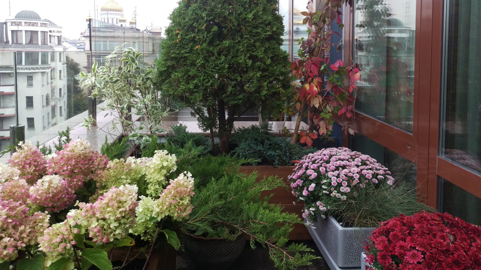 Сад на балконе