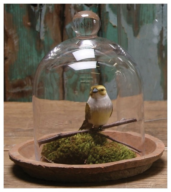 Small Glass Dome Contemporary Terrariums by Elizabeth's