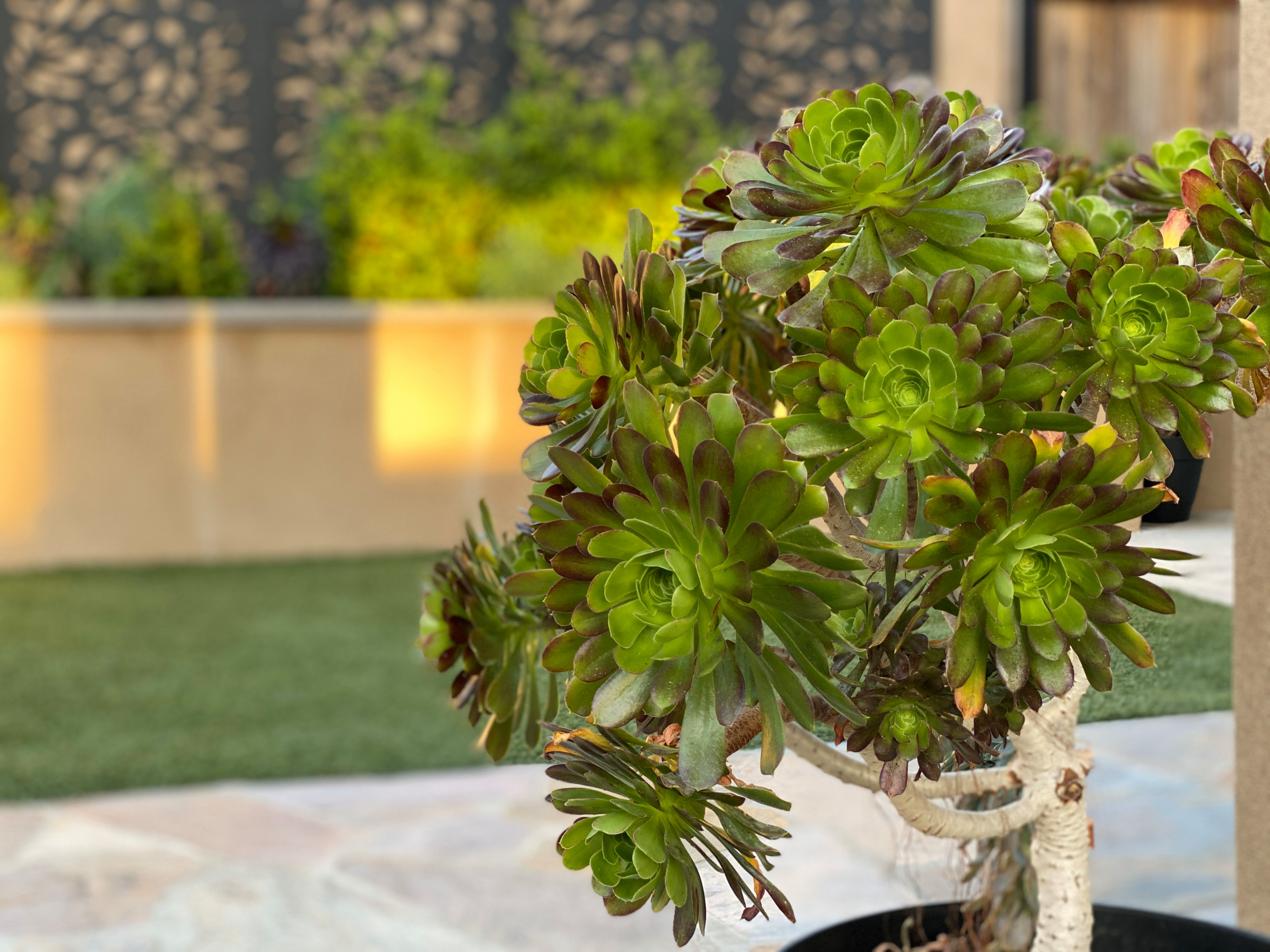 Aeonium close up