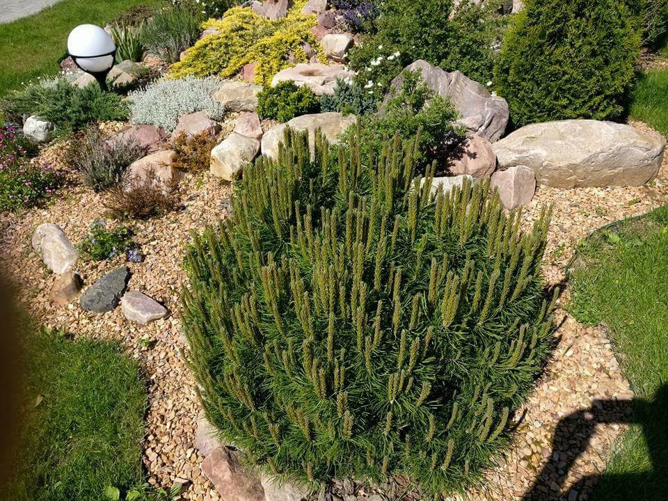 сад, который рисовая я