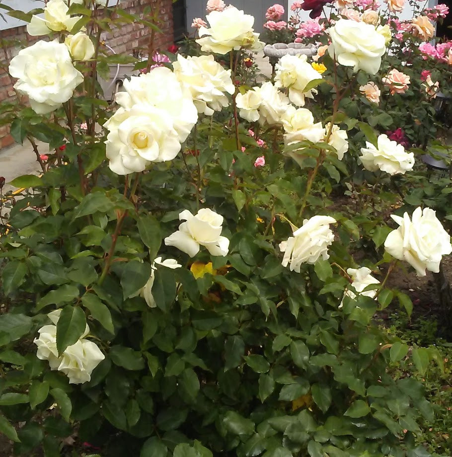 White Wind Roses White Rose I.D.? 'White Lightnin''? | Houzz Forum