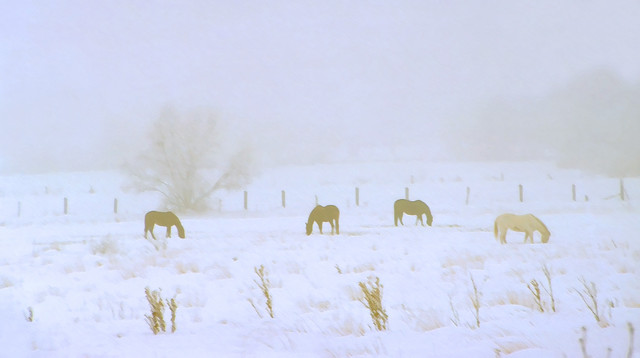 Horses Grazing in Snow and Fog