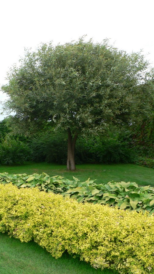 "Северное сияние"