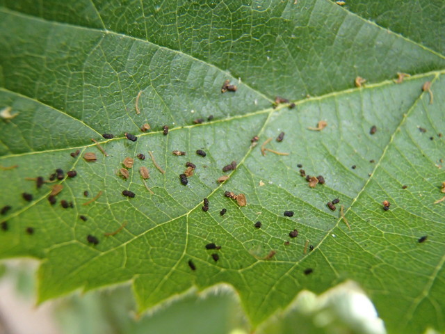 Blackberry & Red Berry Mites - Is this picture the mites???