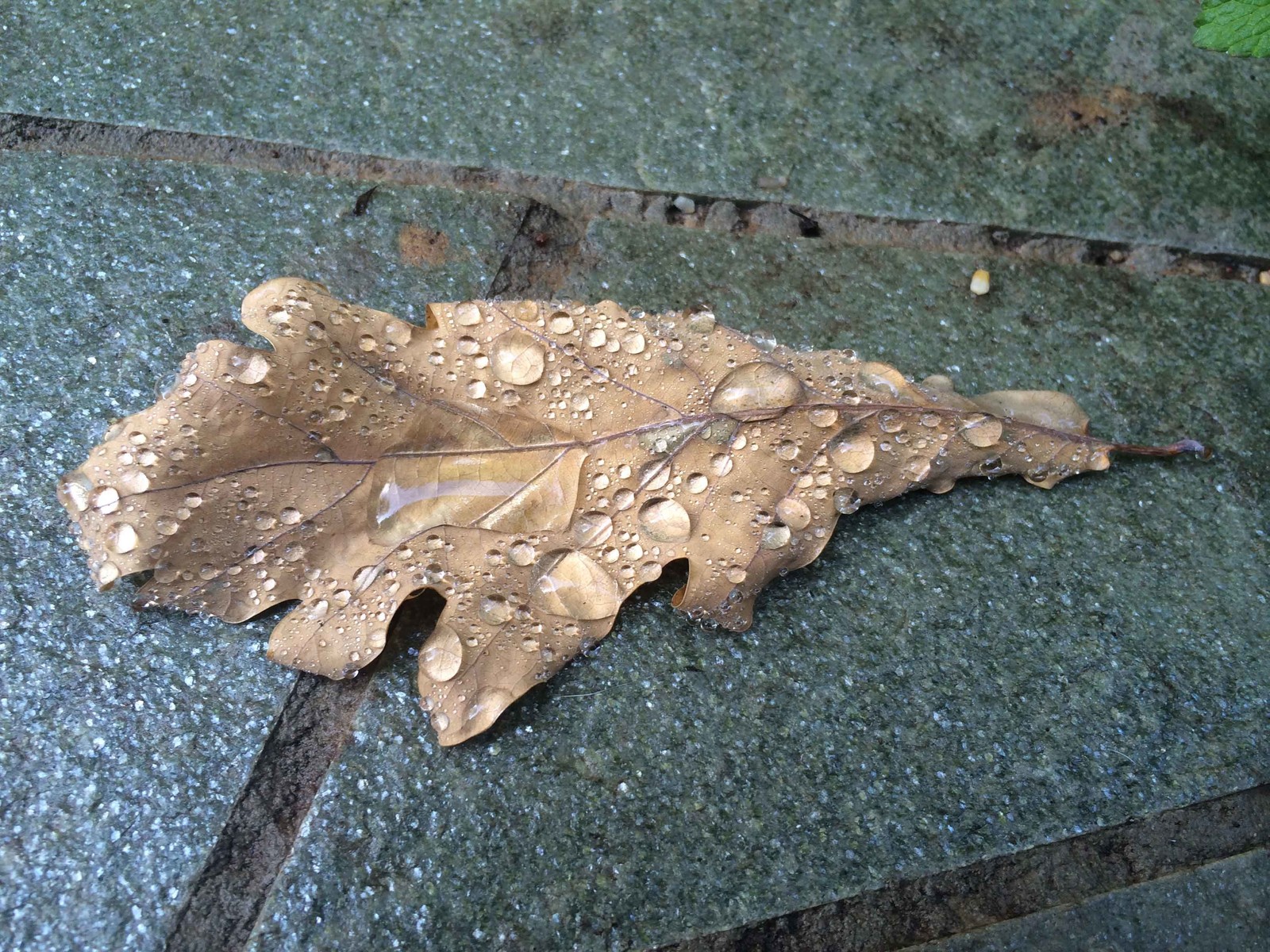 Резиденция "Зимний сад". Благоустройство территории