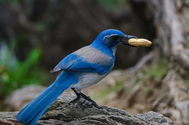 Backyard Birds: Meet Some Clever and Curious Jays