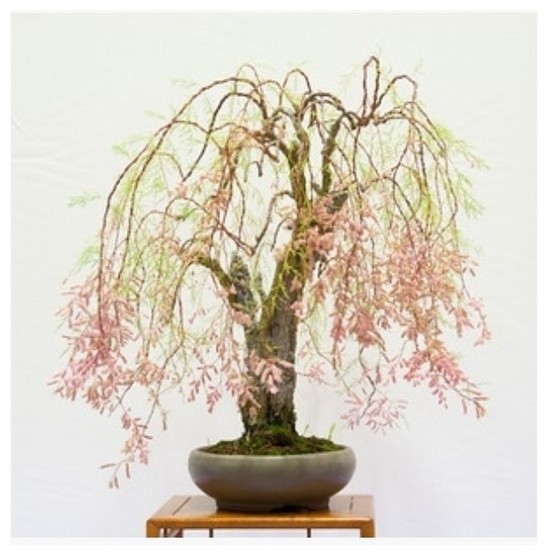 Tamarix bonsai how to create a weeping form | Houzz Forum