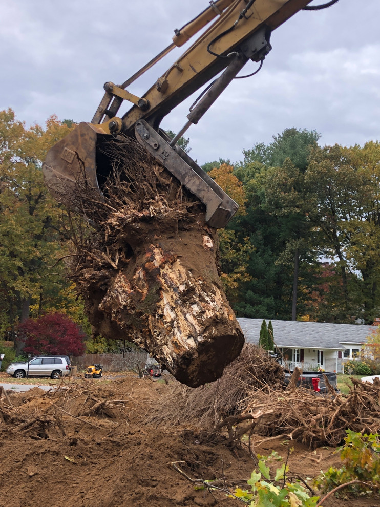 Tree Removal