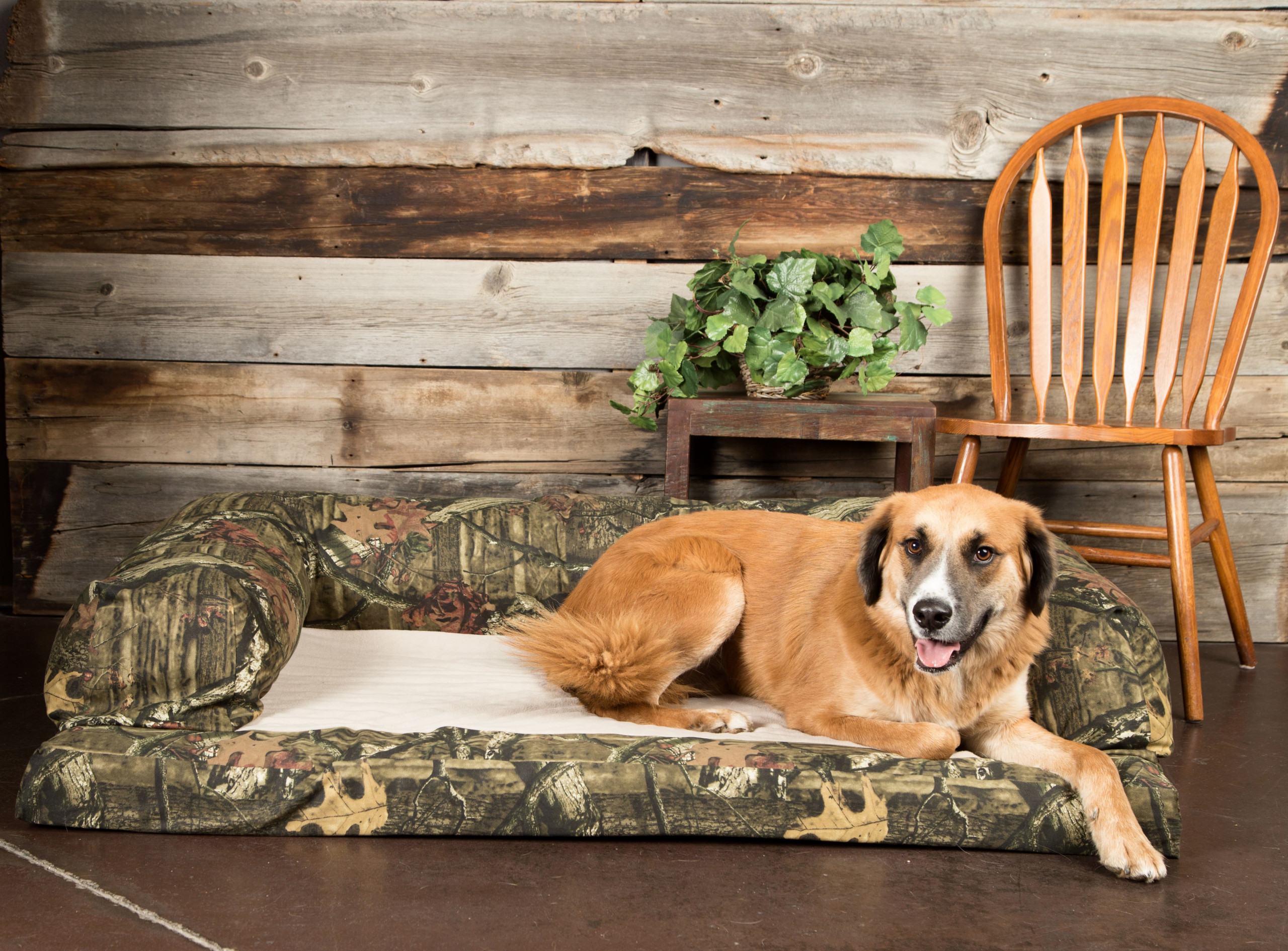 baxter couch dog bed