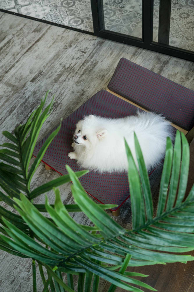 Авторская мебель для животных. Модель SONO-R