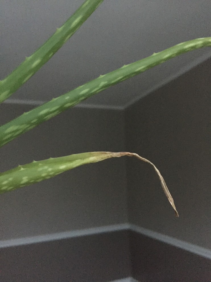 Aloe vera leaves drying out at the tips