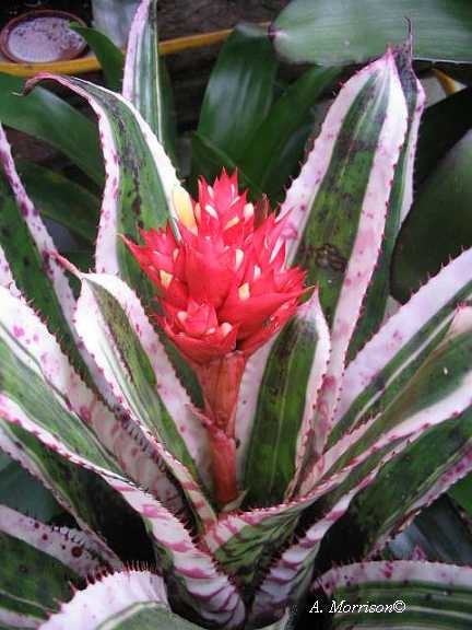 ブロメリア・エアープランツ Aechmea orlandiana 'Reverse Ensign' A157 Aechmea orlandiana 'Reverse Ensign' A157