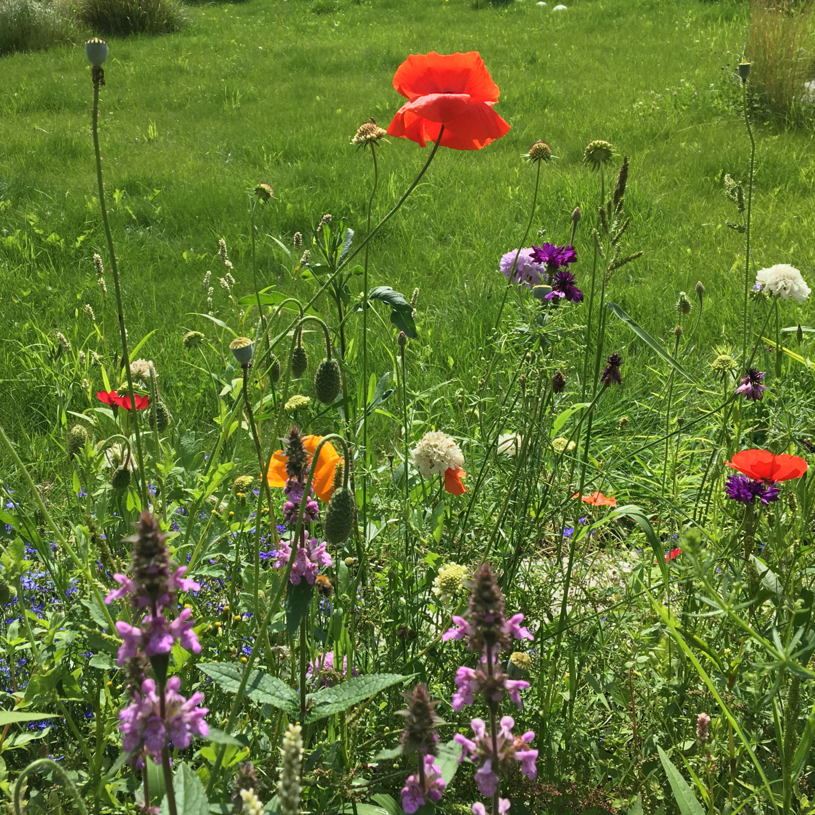 Цветники в природном стиле