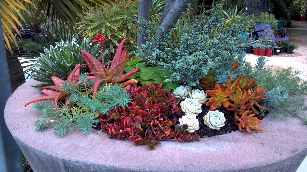Photo of a small modern front yard partial sun xeriscape in San Francisco with with raised garden bed.