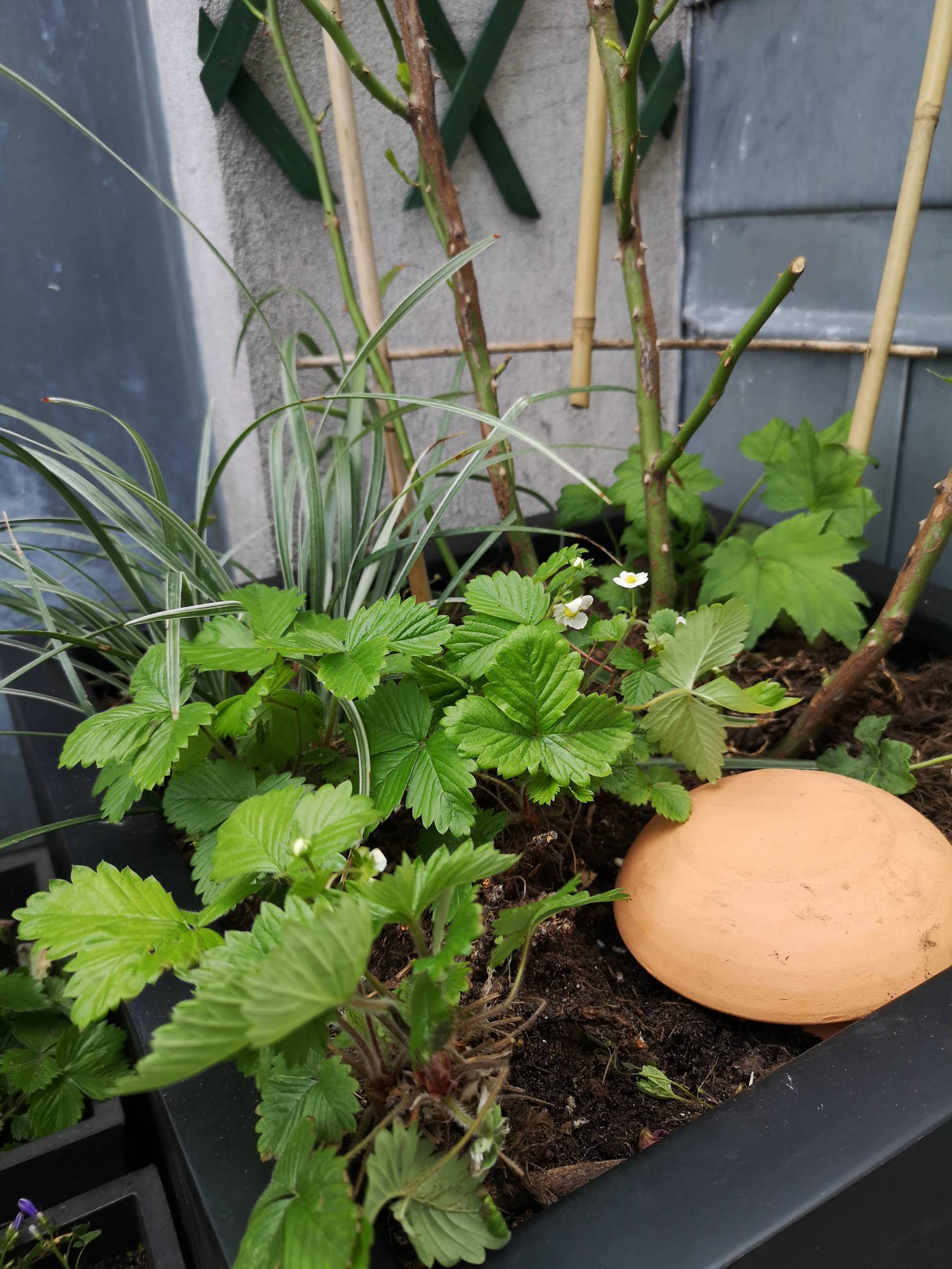 Fraises des bois gournandes
