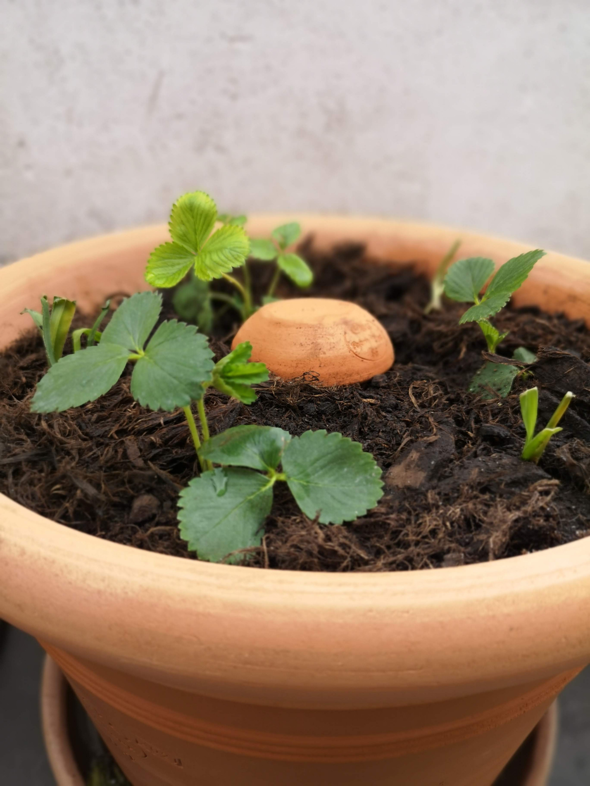 Fraises des bois gournandes