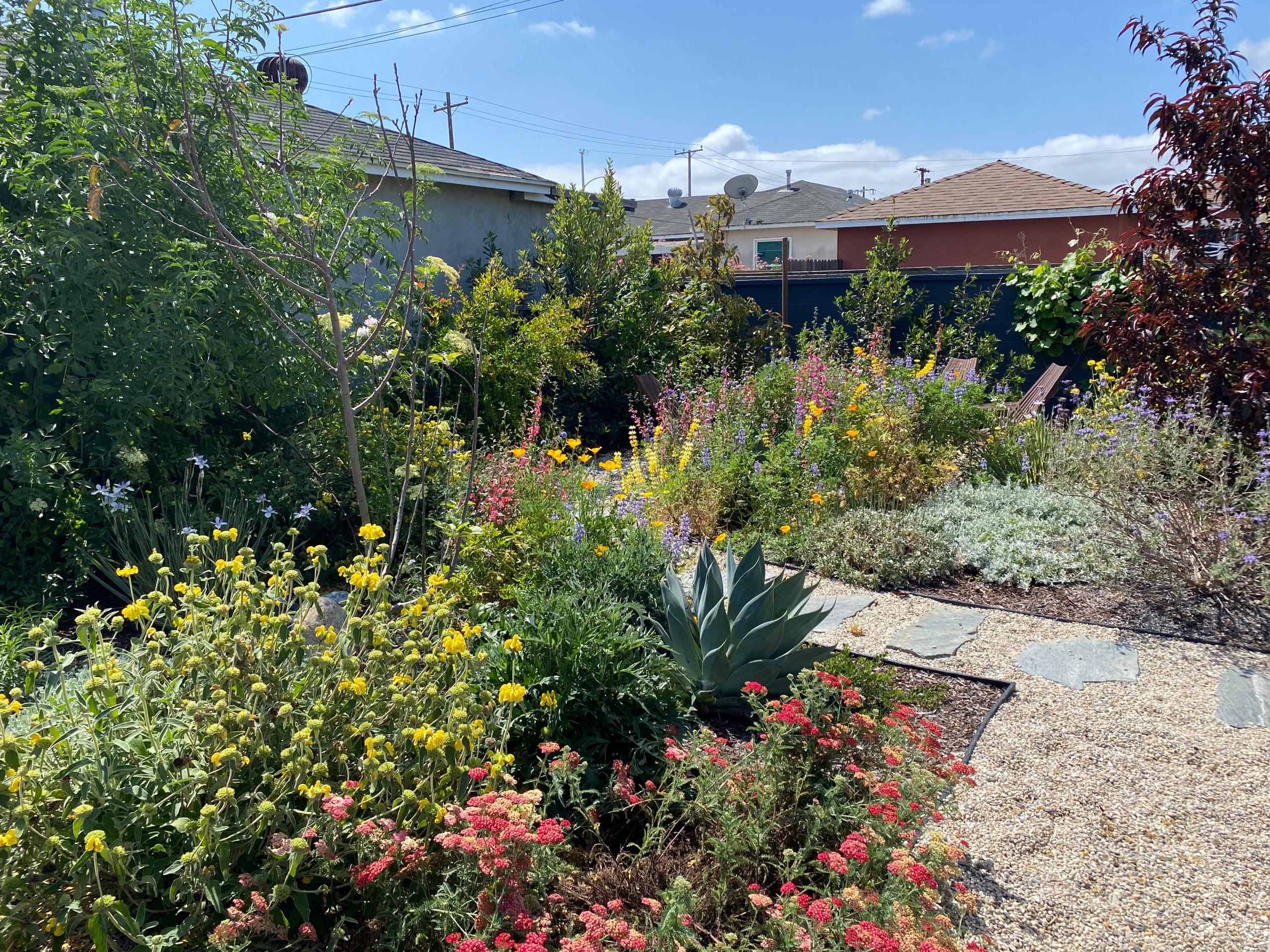 Food Forest & CA Native Plant Los Angeles Oasis