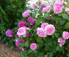 What Kind of Roses Should You Grow?