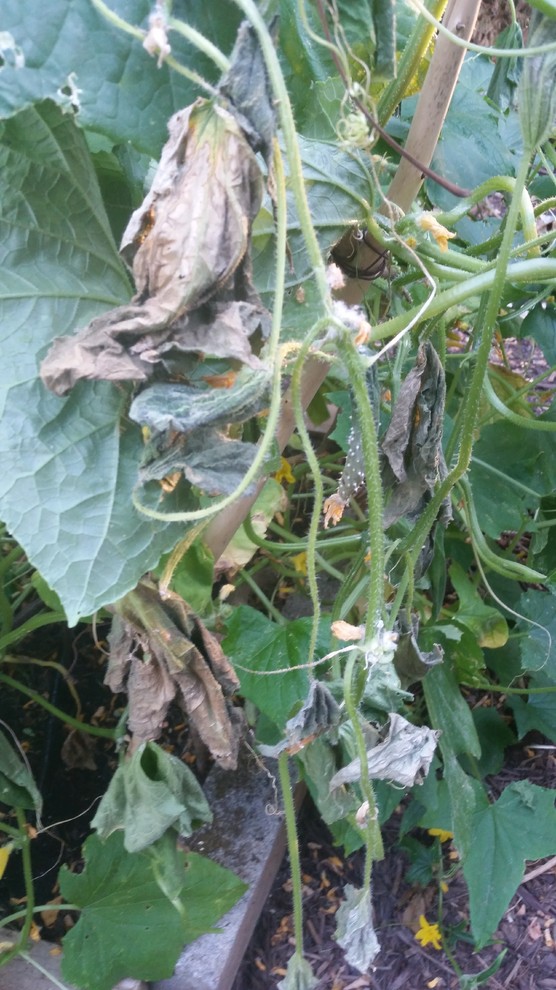 Cause of cucumber plant rapidly dying