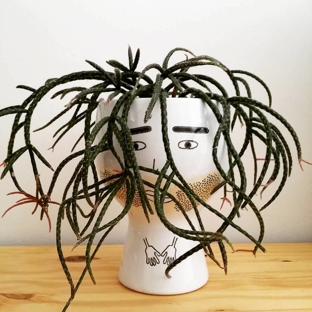 See How to Grow and Care for Fun and Funky Rhipsalis
