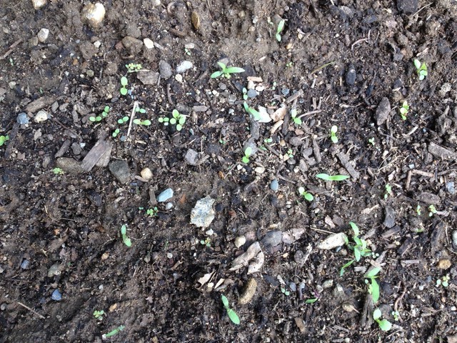 Romaine lettuce sprouting or weeds?
