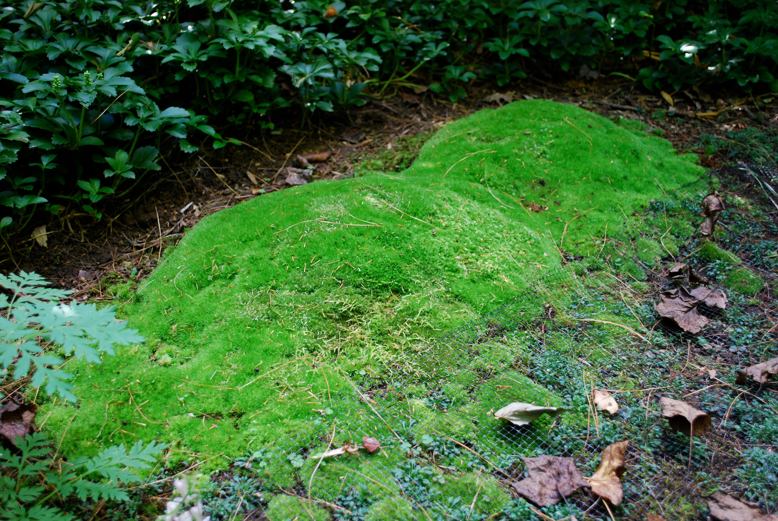 Moss garden