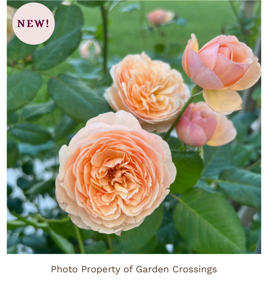 A different way to market roses | Houzz Forum
