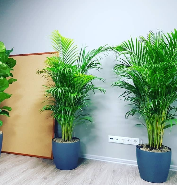 Озеленение офиса