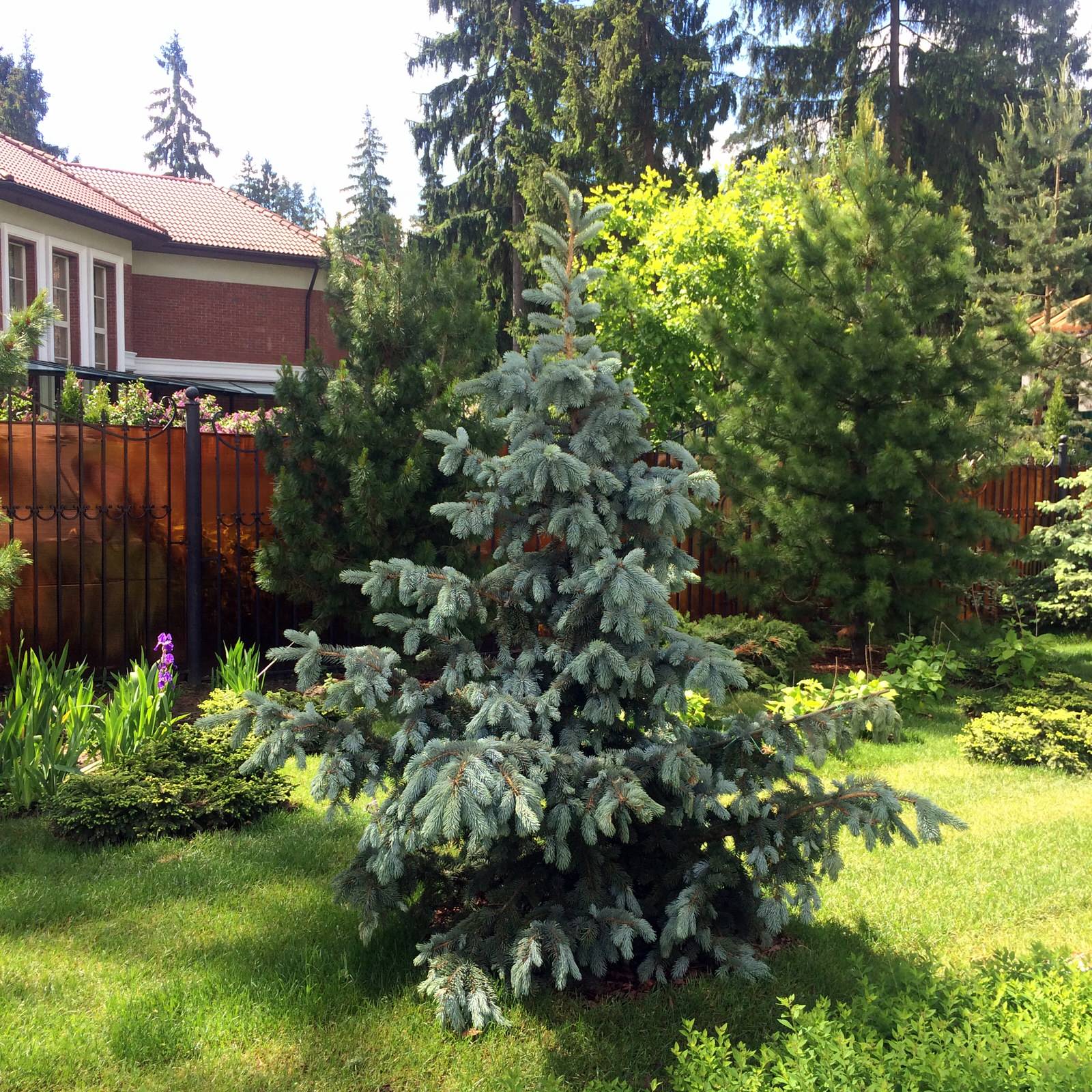 Сосновый Бор 2017.