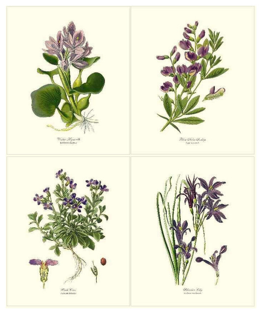 Lavender Flower Botanical Prints 4 Framed Antique Vintage Illustrations