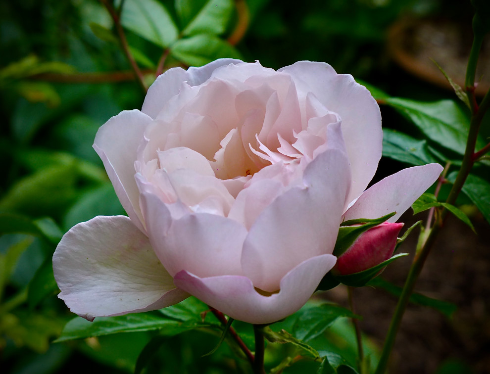 Let's talk about the 'Myrrh' scent of David Austin Roses | Houzz Forum