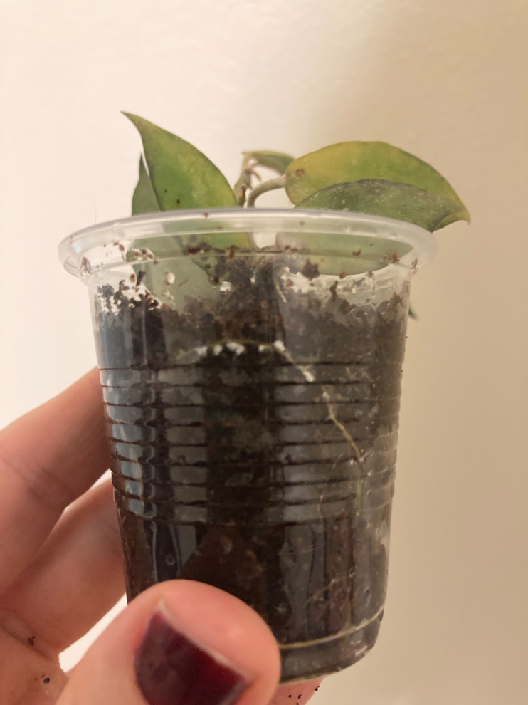Root mealybugs in hoyas!