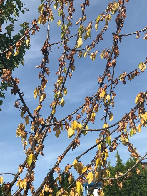 8 cherry trees lower stondon cherry tree disease 8 cherry trees lower stondon cherry tree disease