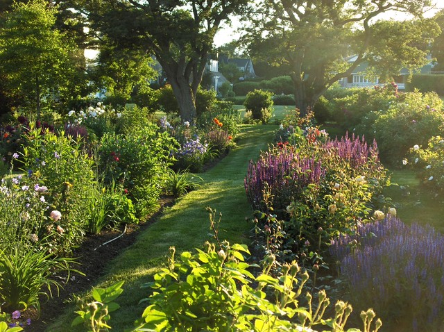 Perennial garden in late afternoon - Contemporary ...