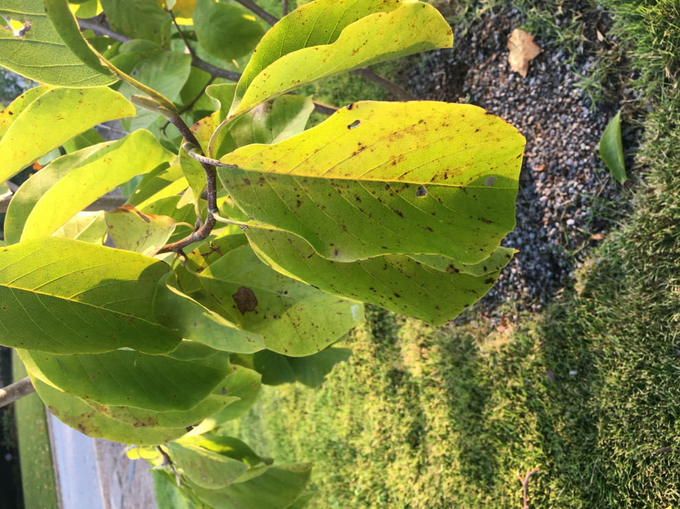 Is this verticillium wilt on my magnolia?