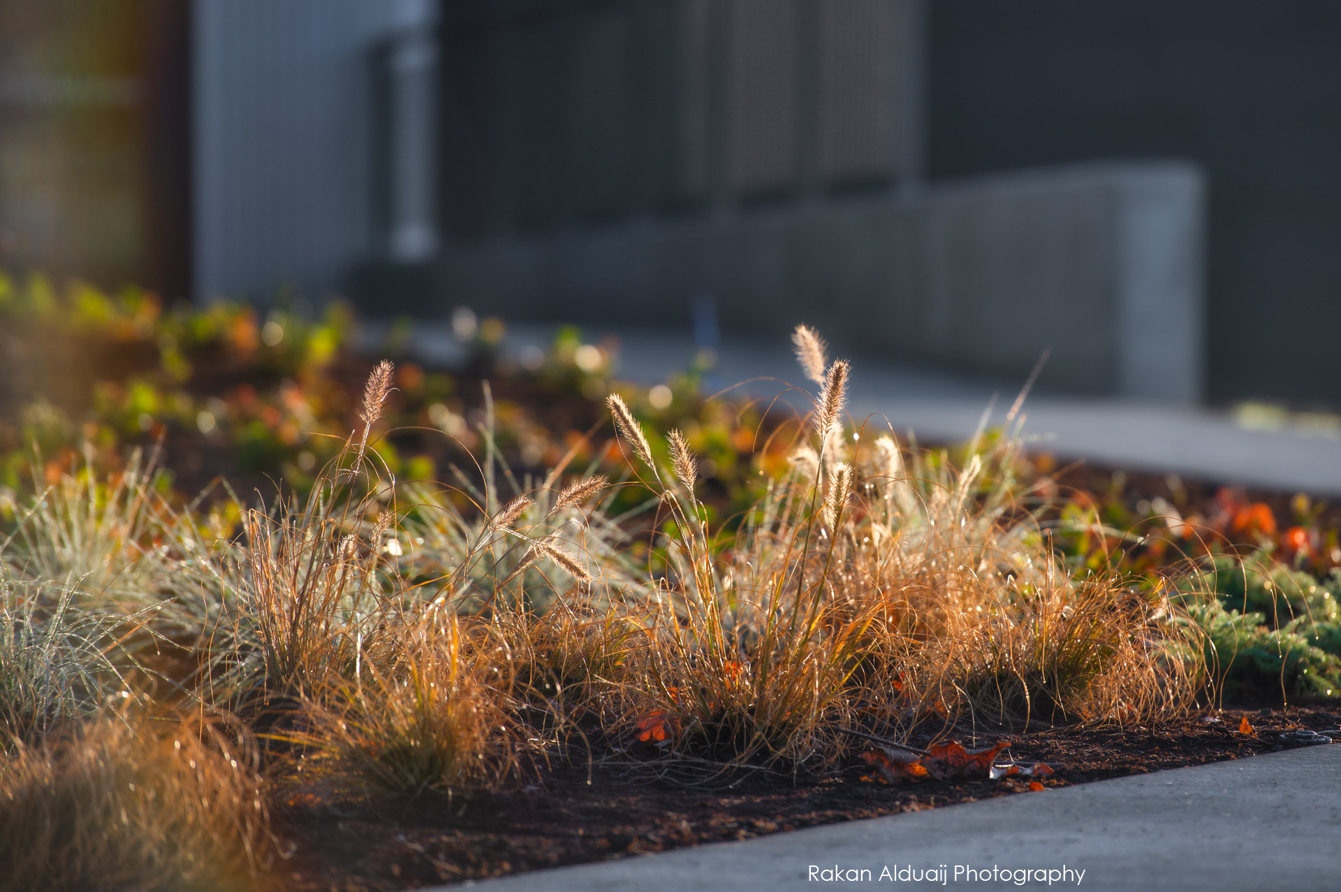 Enjoy your backyard even in the winter | by ProScapes