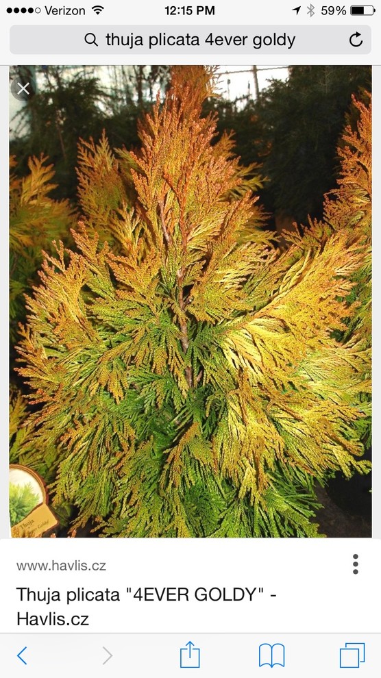 Thuja plicata '4ever goldy' | Houzz Forum