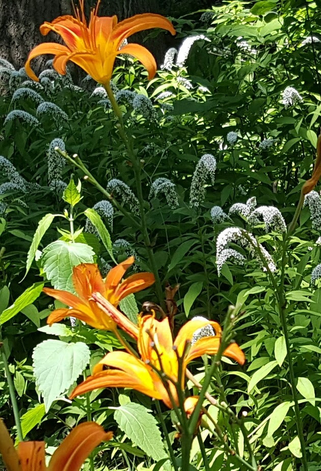 Garden Delights