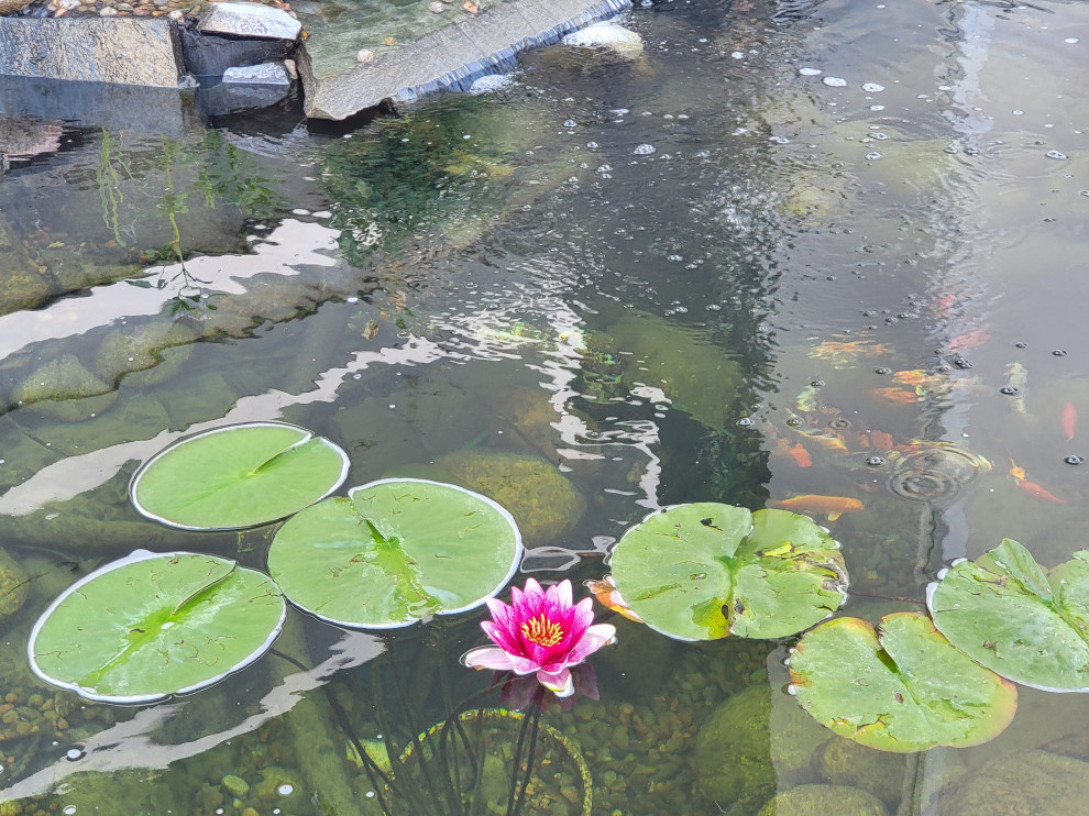Custom✨ Koi Pond