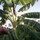 BahamaDan Zone 12b Subtropics