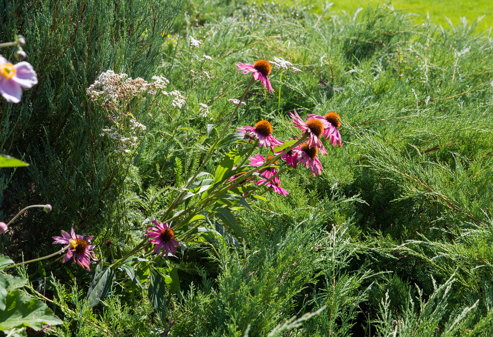 Garden of Elena Astashkina in Moscow Region