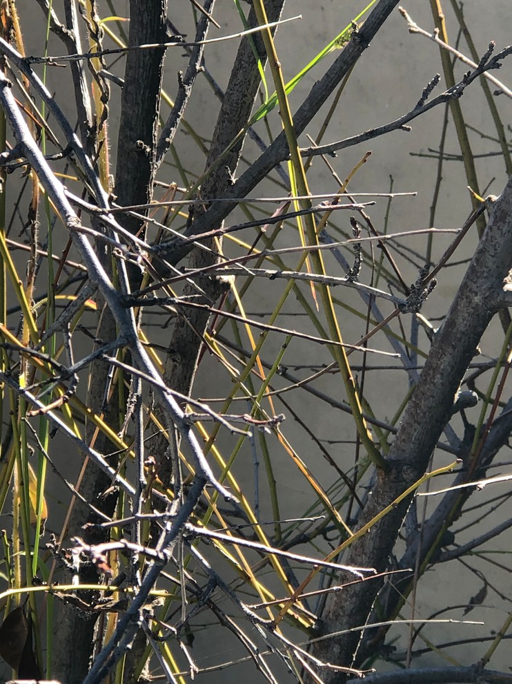 Help with Plum tree | Houzz Forum